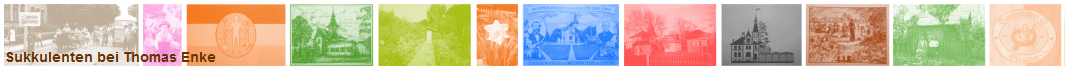 Sukkulenten bei Thomas Enke