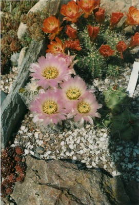 Sukkulenten bei Thomas Enke